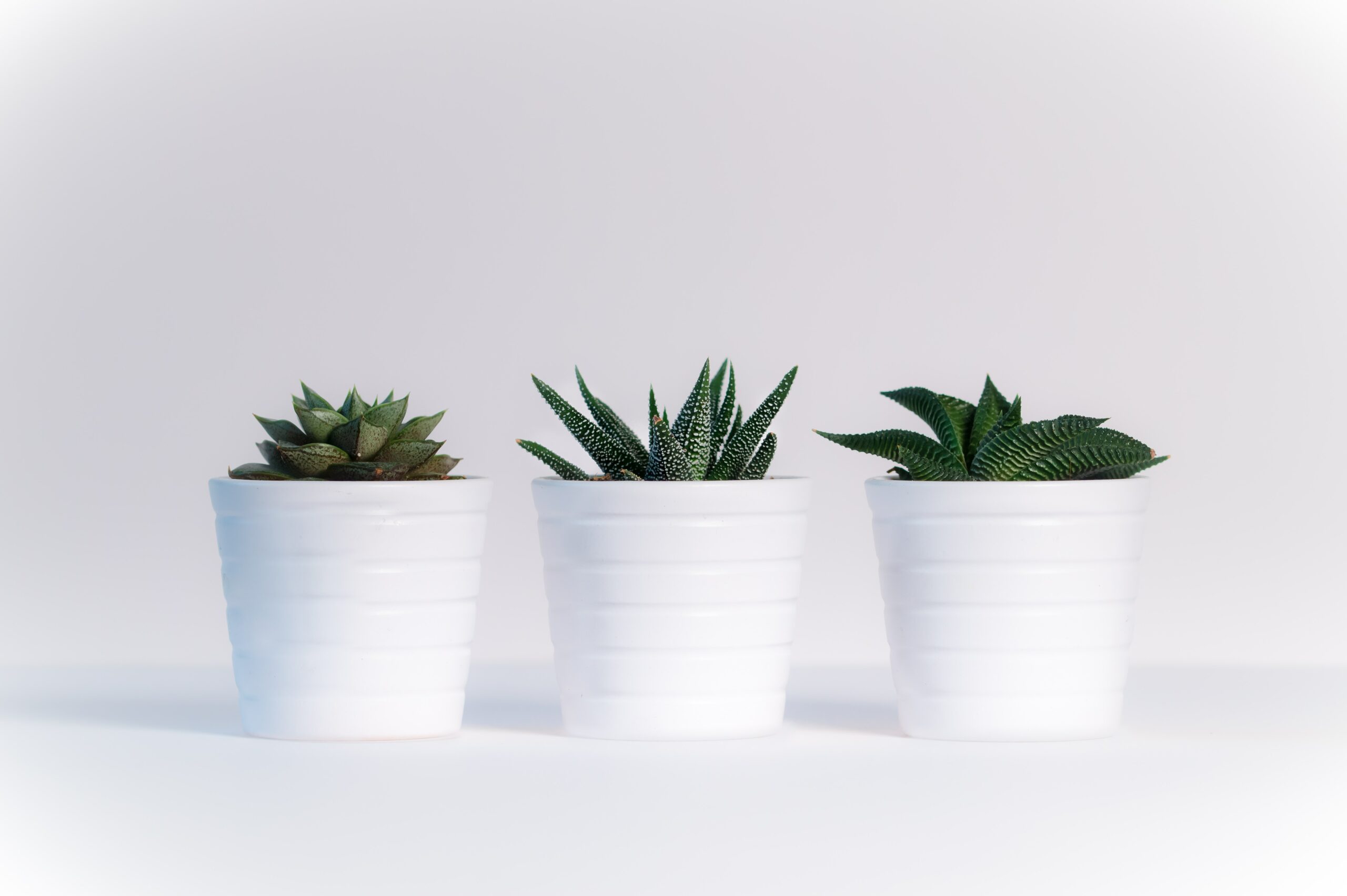 Cactus Plants Cactus Bookkeeping