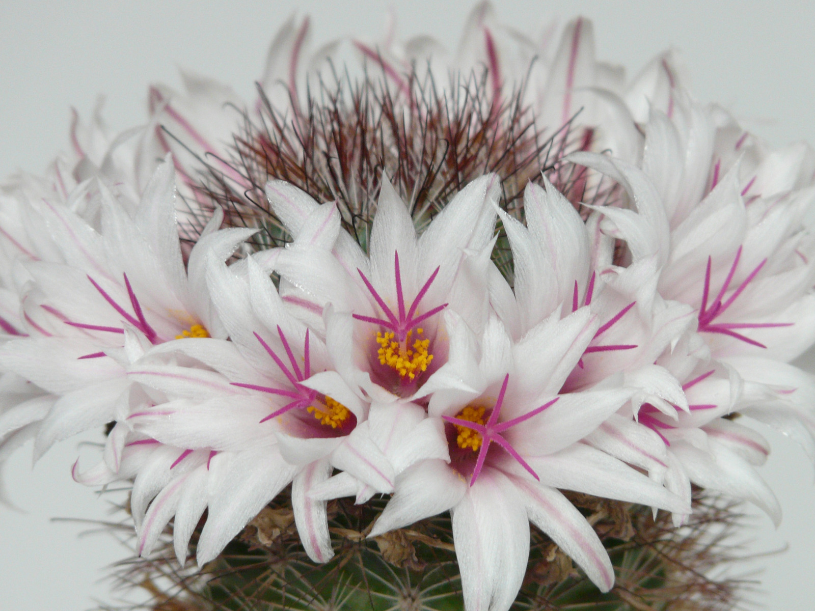canva-white-cactus-flowers-MAEFjc5YWXM