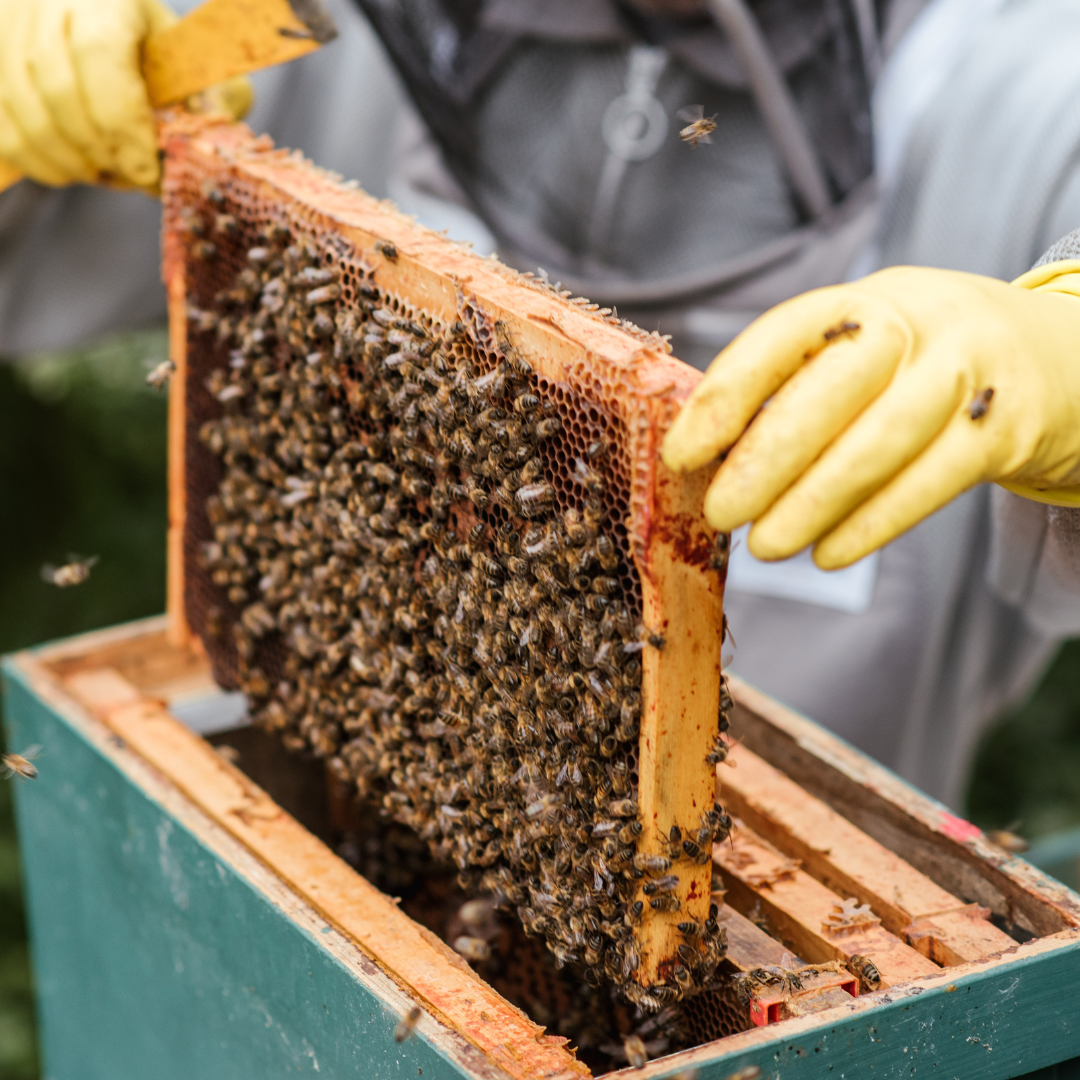 beekeeper with protective suit and gloves